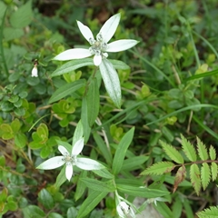e0271890_1714257.jpg