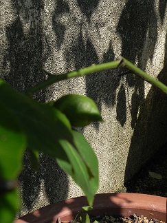 c0152002_1164856.jpg
