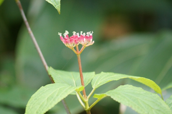 c0042418_8525734.jpg