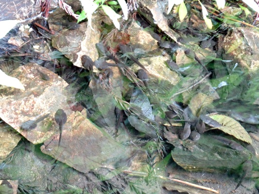 c0042418_8544039.jpg