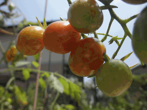 c0136736_2192784.gif