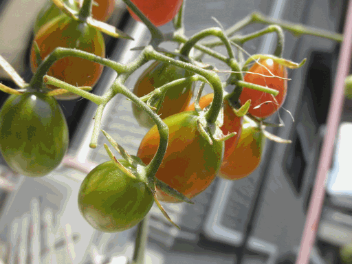 c0136736_219410.gif