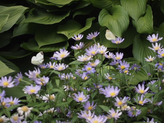 c0117239_719318.jpg