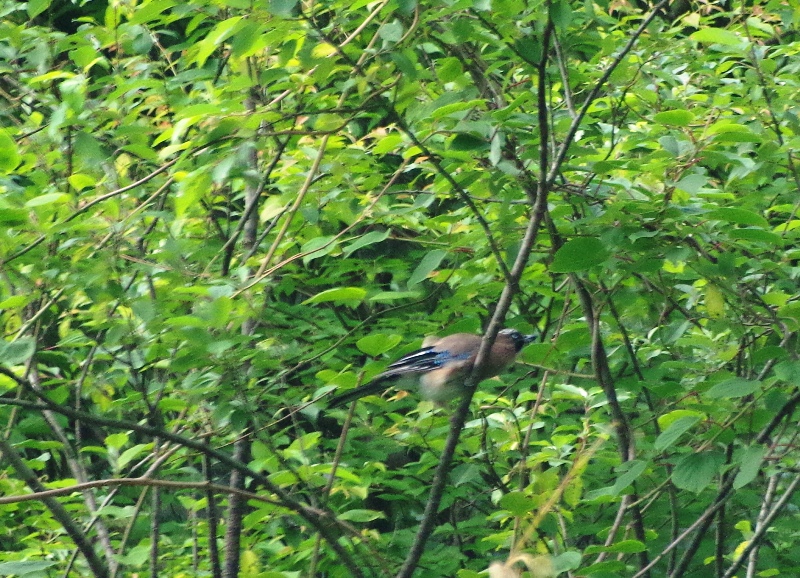 e0188939_22571240.jpg