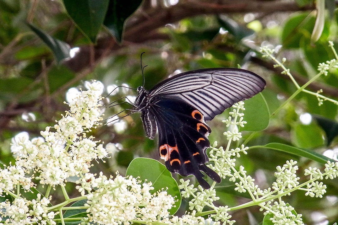 b0194593_17265582.jpg