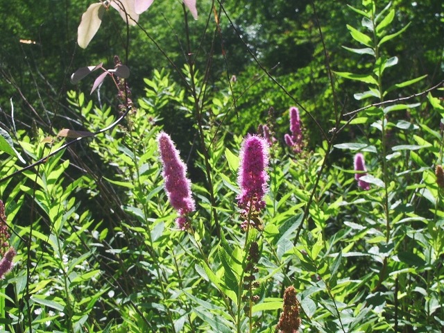 e0025300_11175887.jpg