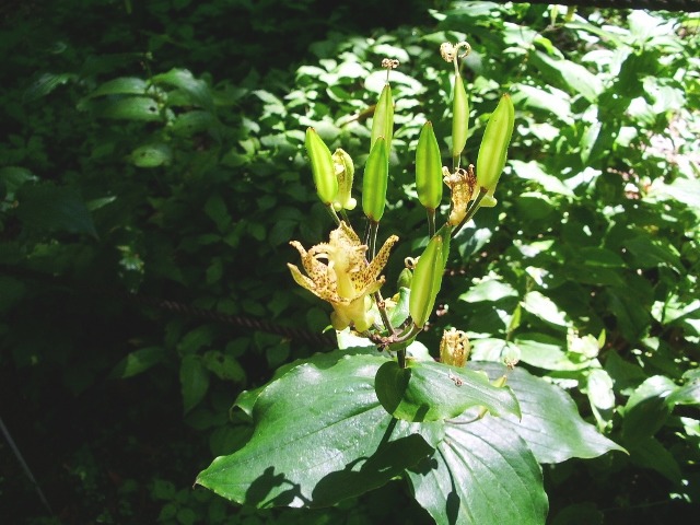 e0025300_11343379.jpg