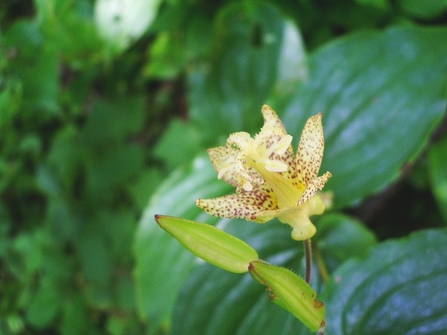 e0025300_11374480.jpg