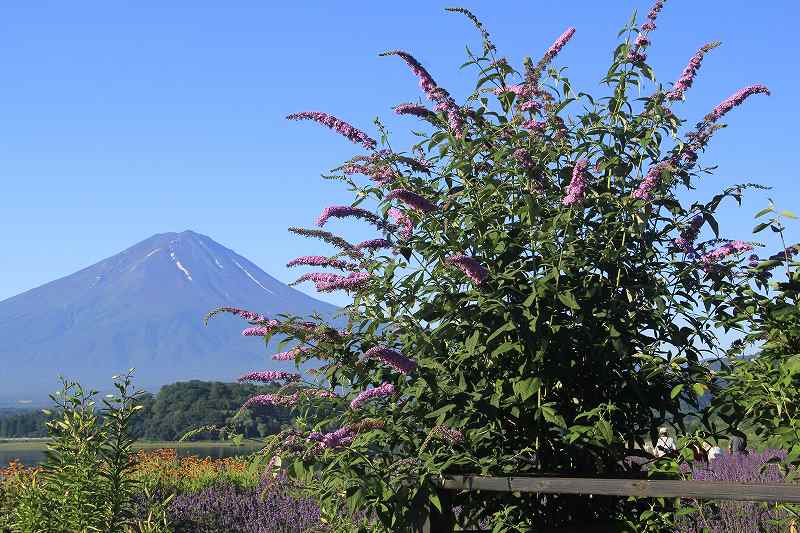 a0188405_19353292.jpg