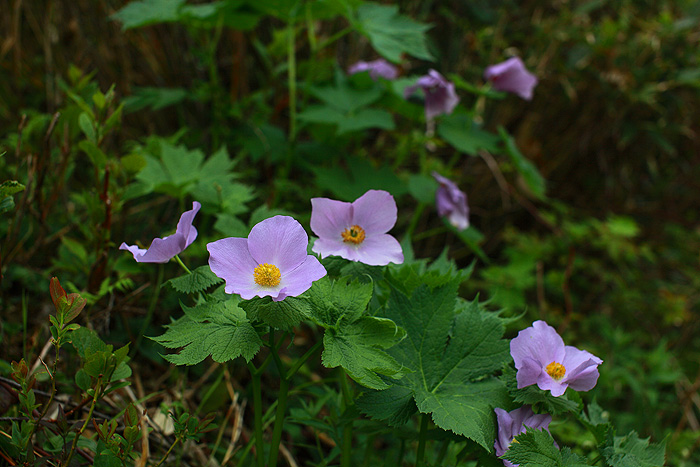 a0148606_21503213.jpg