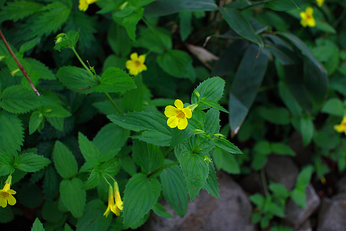a0148606_2153745.jpg