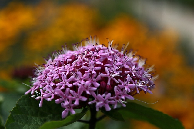 a0242438_18431754.jpg