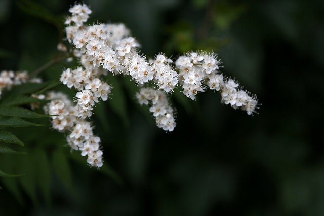 a0242438_18435829.jpg