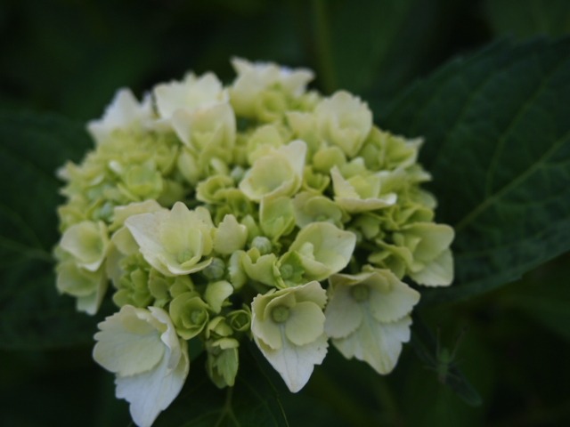 c0117239_6401214.jpg