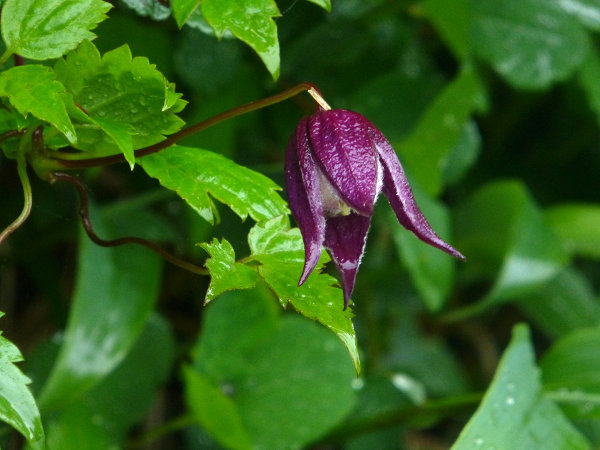 c0081645_21155494.jpg