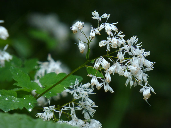 c0081645_21162644.jpg
