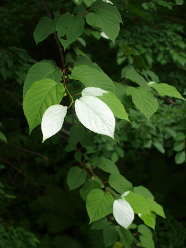 f0236291_1031080.jpg