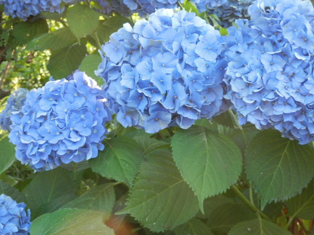 a0275492_538044.jpg