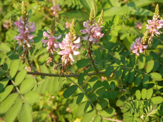a0275492_544679.jpg