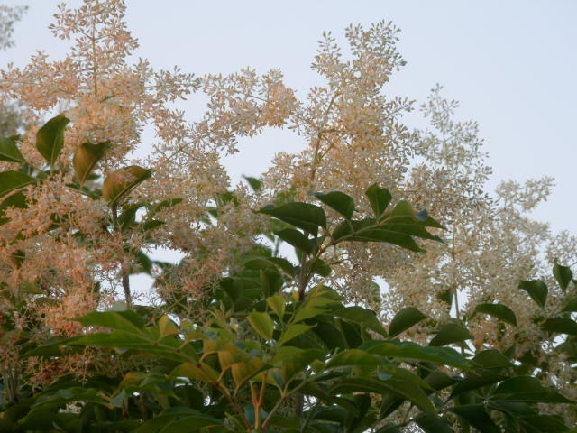 a0275492_545459.jpg