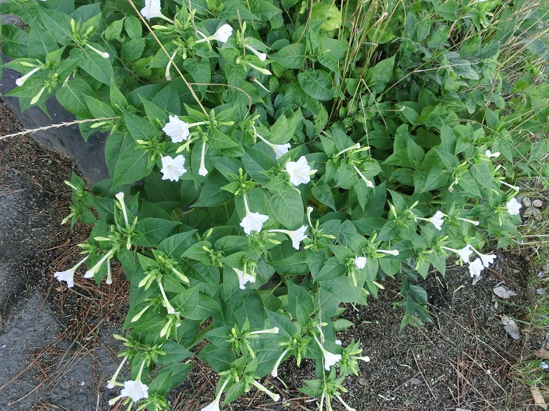 f0237037_4231179.jpg