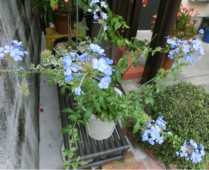 f0237037_425224.jpg