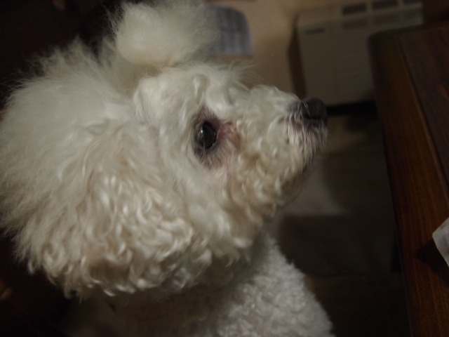 c0117239_8215323.jpg