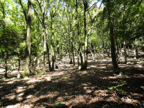 c0179351_11325121.jpg