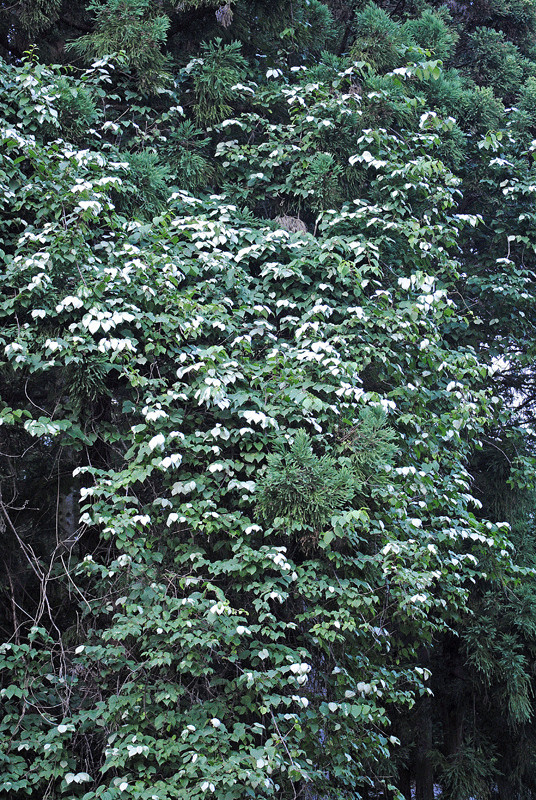 a0001354_19322545.gif