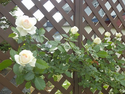 e0004756_2045359.jpg