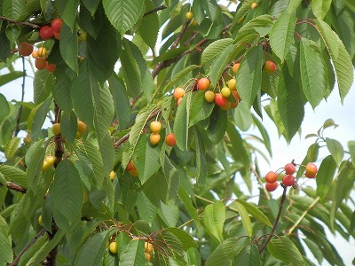 e0004756_21172638.jpg