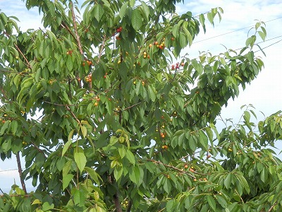 e0004756_2117636.jpg
