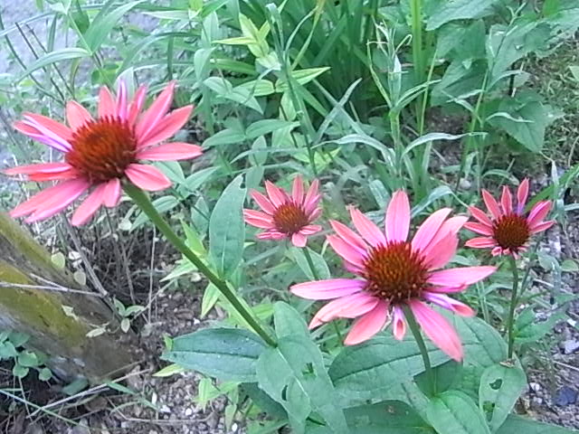 a0146070_6182439.jpg