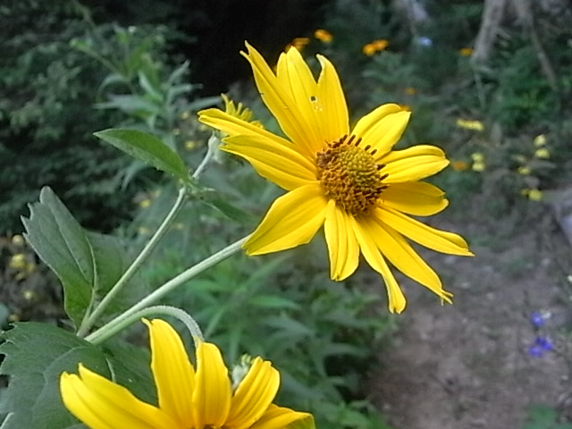 a0146070_6192237.jpg