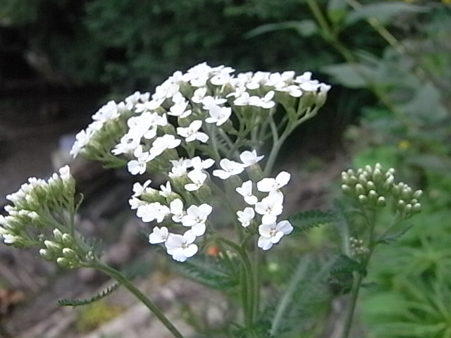 a0146070_6204010.jpg