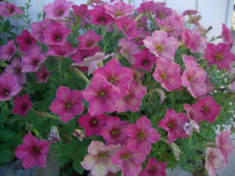 e0240973_22232787.jpg