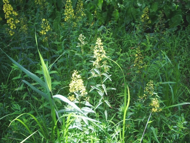 e0025300_20135070.jpg