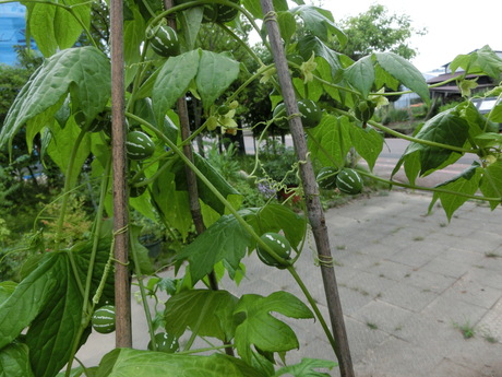 a0203003_19353931.jpg