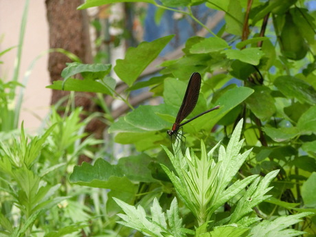 a0203003_7101990.jpg