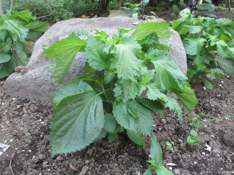 f0202703_2224079.jpg