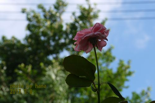 b0061107_812581.jpg