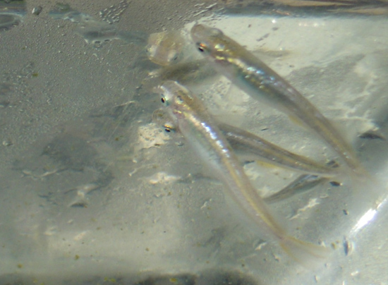 e0097534_16315275.jpg