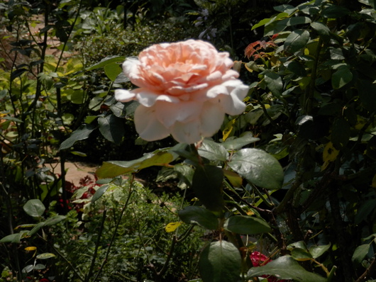 e0288951_1559847.jpg