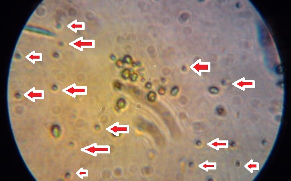 d0107166_016473.jpg