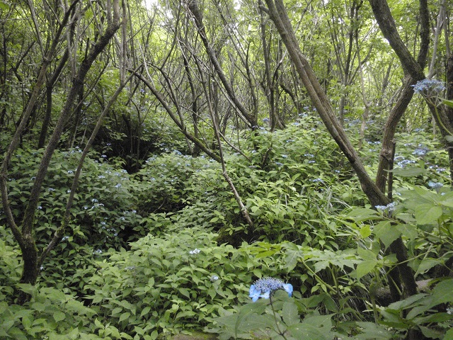 c0042869_6162455.jpg