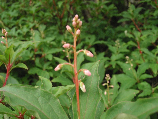 c0042869_9221757.jpg