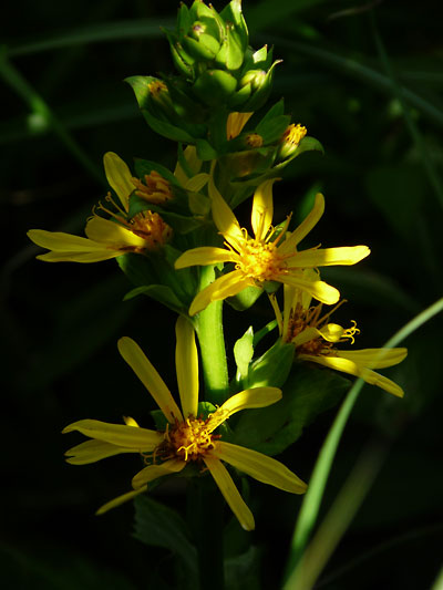 c0152779_233461.jpg