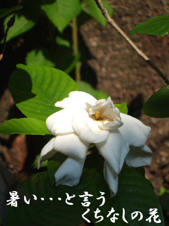 f0039281_1722212.jpg