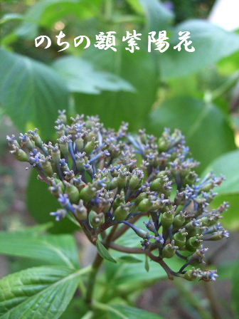 f0039281_1733149.jpg