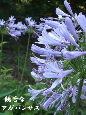 f0039281_17632100.jpg